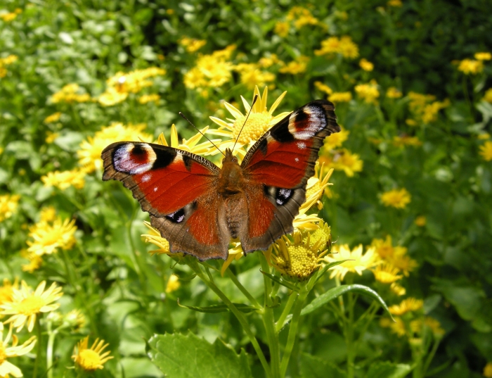 Aglais  io - Vanessa io